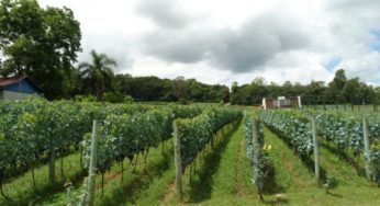 Passeio Cultural Ricordi D’Itália acontecerá no Vale dos Vinhedos, no mês de julho