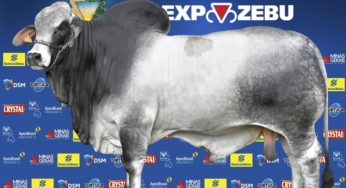 Expozebu agitará a cidade de Uberaba e região mineira