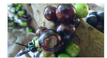 Festival de Jabuticaba, Cultura e Gastronomia 2022 será em novembro, veja as atrações