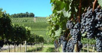 Vindima de Gramado 2024: Veja o que fazer na colheita das uvas