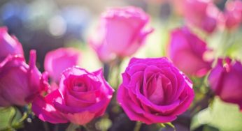 Confira as atrações da Festa das Rosas de Sapiranga 2023