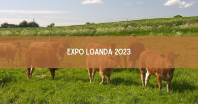 Expo Loanda 2023: veja os shows confirmados (imagem: Canva)