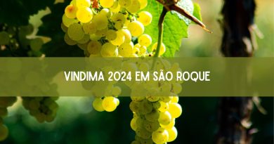 Vindima 2024 em São Roque está confirmada! Veja as atrações (imagem: Canva)