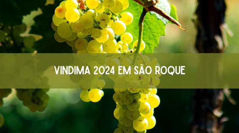 Vindima 2024 em São Roque está confirmada! Veja as atrações (imagem: Canva)