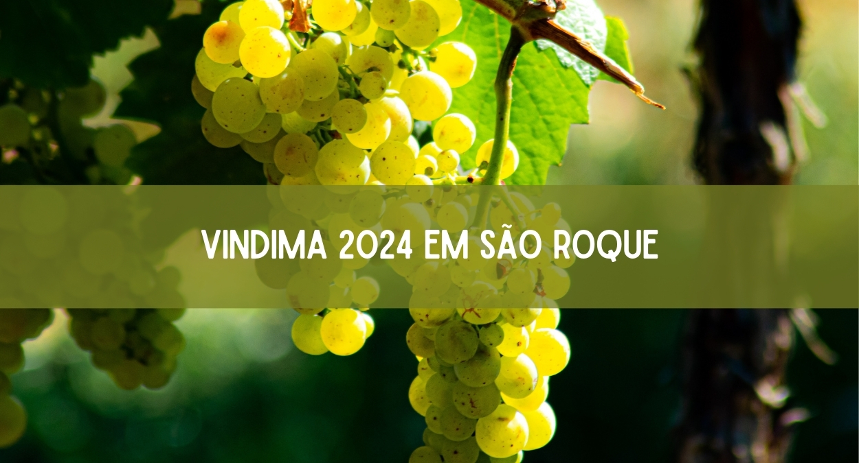 Vindima 2024 em São Roque (imagem: Canva)