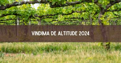 Vindima de Altitude 2024 em Santa Catarina: veja as atrações (imagem: Canva)