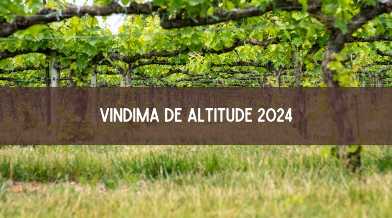 Vindima de Altitude 2024 em Santa Catarina: veja as atrações (imagem: Canva)