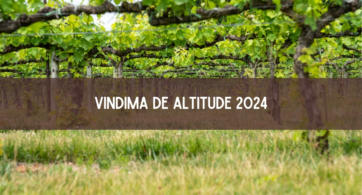 Vindima de Altitude 2024 (imagem: Canva)