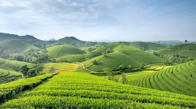 Expogrande 2024: a maior feira agropecuária do Mato Grosso do Sul está chegando (imagem: Canva)