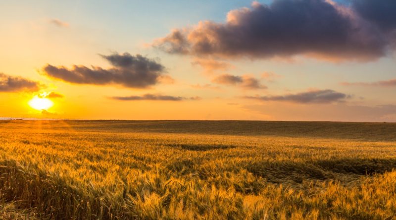 Concurso para Rainha da ExpoParanavaí 2024: inscrições abertas (imagem: Canva)