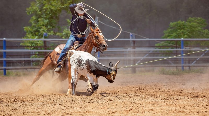 Rodeio de Castro 2024 (imagem: Canva)