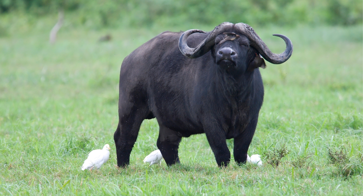 Búfalo (imagem: Canva)