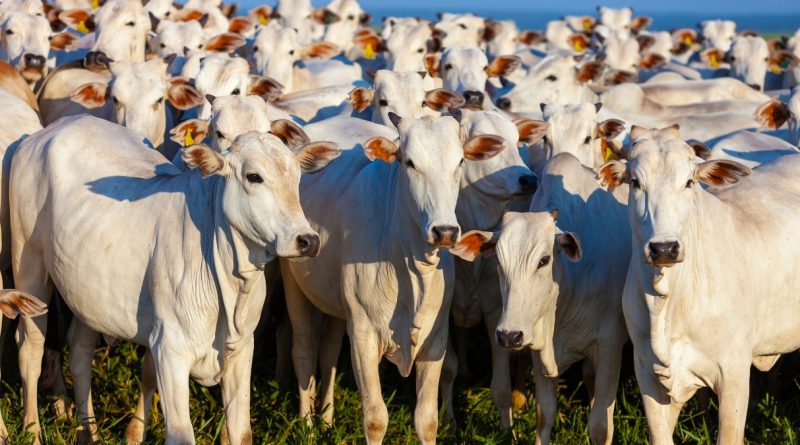 Expogrande 2024 está agendada, veja as datas e atrações (imagem: Canva)