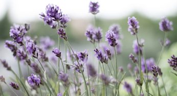 Festa Nacional da Lavanda 2024 será em outubro! Confira!