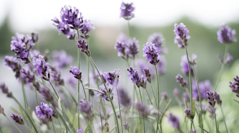 Lavanda (imagem: Canva)
