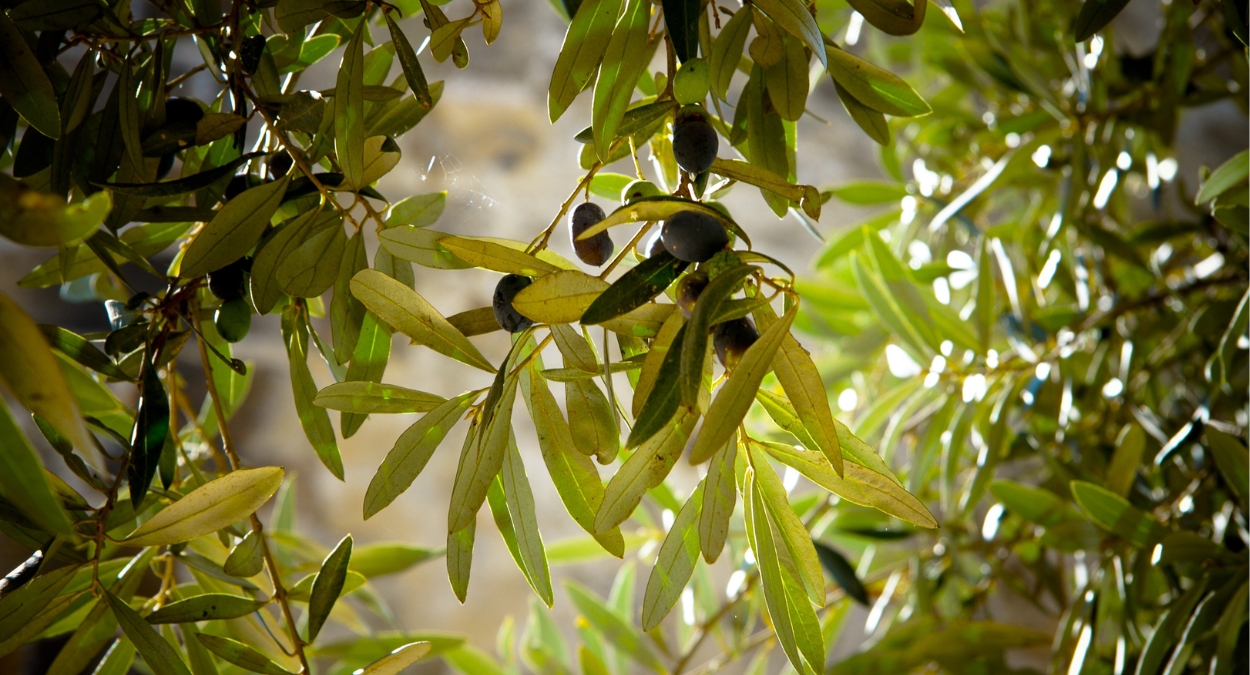 Oliva (imagem: Canva)