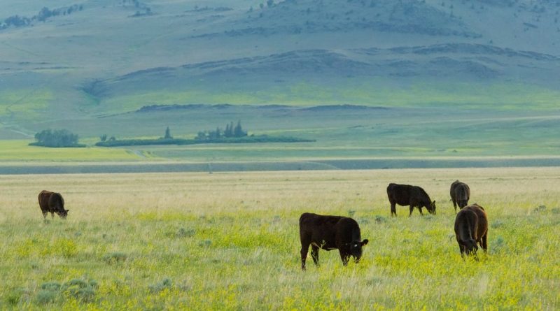 Pecuária (imagem: Canva)