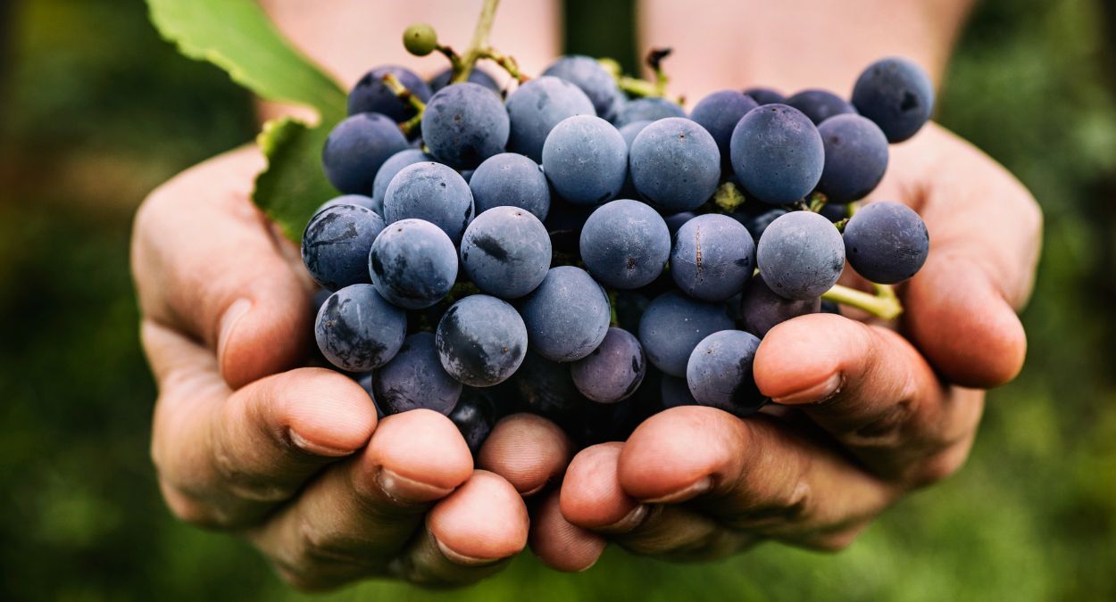 Festa da Uva e do Vinho de Vinhedo (imagem: Canva)
