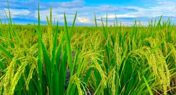 35ª Abertura Oficial da Colheita do Arroz e Grãos em Terras Baixas: Confira a programação e participe!
