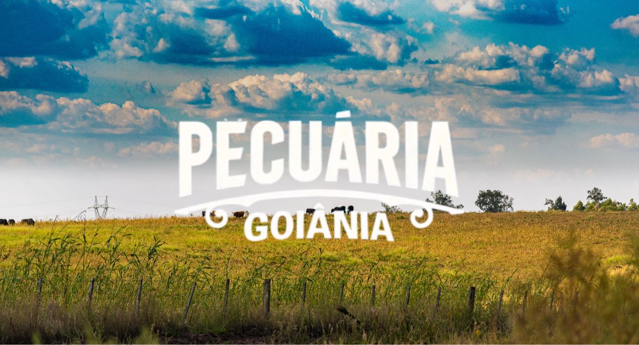 Pecuária de Goiânia (imagem: Canva)