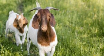 Festa do Bode Rei 2026 em Cabaceiras terá shows, tema do cangaço e programação cultural completa