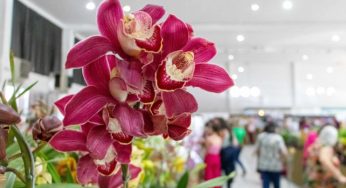 Expoflora 2026: Datas, atrações, ingressos e programação em Holambra