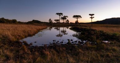 Santa Catarina (imagem: Global_Pics de Getty Images via Canva)
